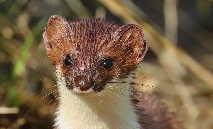 Weasel Words Rule Too Many Data Breach Notifications